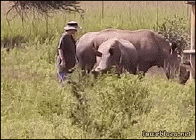 Gif animé rhinocéros et homme